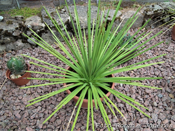 Agave striata